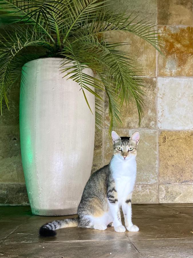 Villa Corsica Prea Bagian luar foto